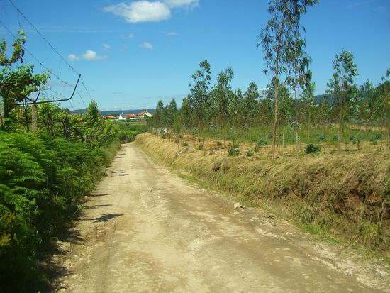 Hier mal: juhuu, KEIN Kopfsteinpflaster. Zwischen Eukalyptushainen und Weinlauben geht es angenehm voran.
