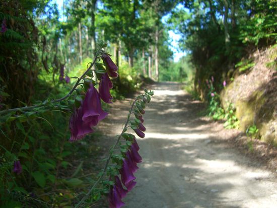 Fingerhüte wachsen in den Caminho...
