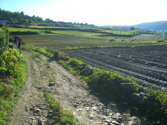 Der Caminho: mal geht es über Feldwege...