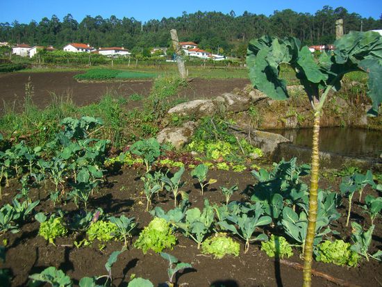 ...an Gemüsebeeten vorbei...