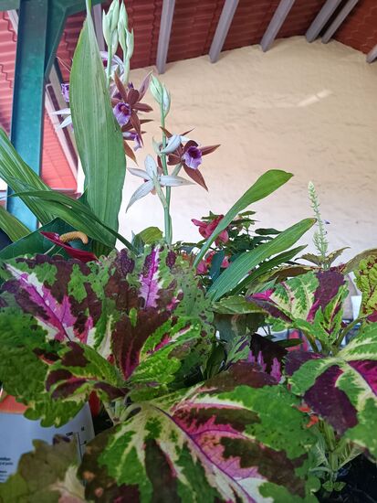 wenn schon nicht blühend in der Natur (falsche Zeit)...Orchideen auf dem Pflanzenmarkt.