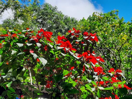 ein Weihnachtsstern...mehr als 3m hoch.