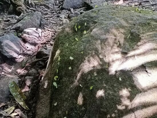 Heerscharen von Blattschneideameisen bei der Arbeit.