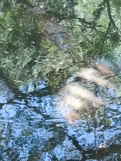 HInter dem Strandbereich im Brackwasser wohnt eine Krokodilfamilie, Schwer zu sehen im oberen Bildbereich, aber immerhin 2m lang.