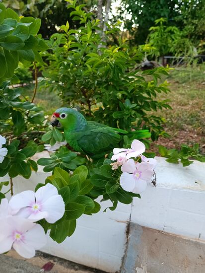 Papagei am Abend auf Abwegen.