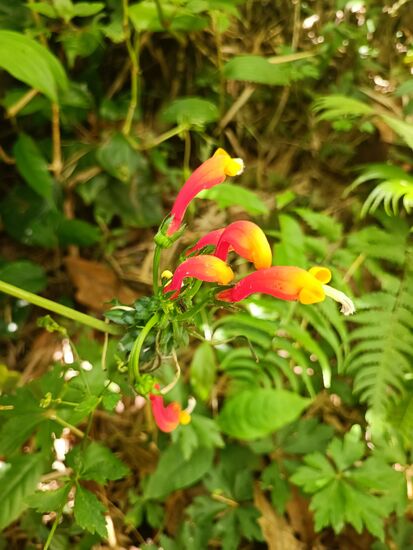 und natürlich üppige Vegetation.