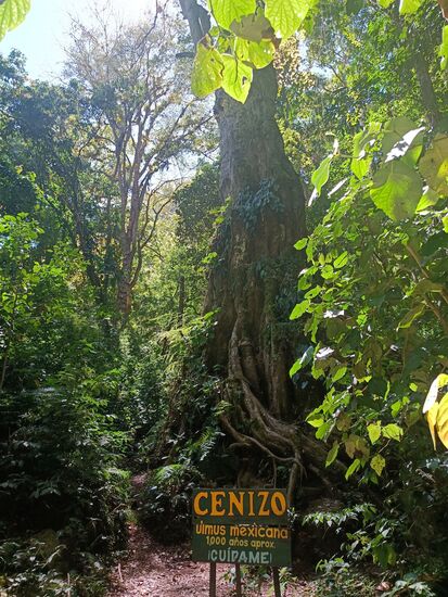 die Komoot-Tour fordert einen schon vorher zum Umkehren auf, also ruhig weitergehen, der 1.000-jährige Baum ist nicht zu übersehen.