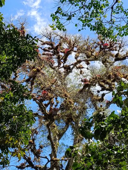 Die Bäume dicht von Orchideengewächsen bevölkert.