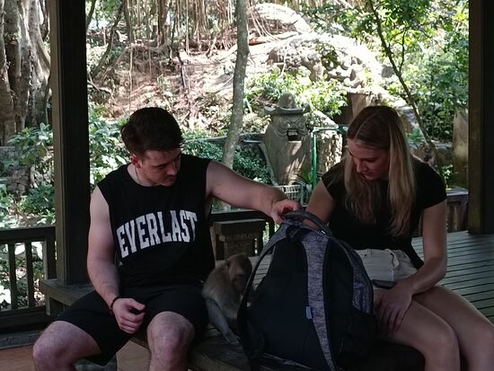 Hier macht sich ein Affe an einem Rucksack zu schaffen...mit viel Geduld, aber ohne Erfolg.