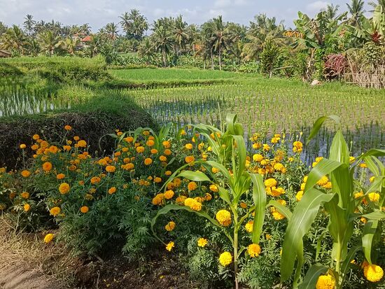 200 m entfernt von der lärmenden Hauptstraße die absolute Ruhe in den Reisfeldern. Krasse Unterschiede.