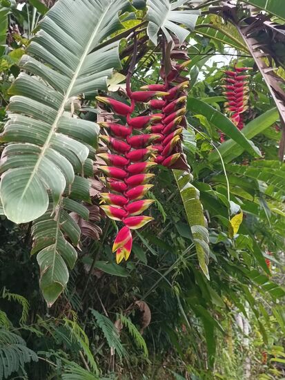 Bei uns eine Seltenheit, hier mal so am Wegesrand.