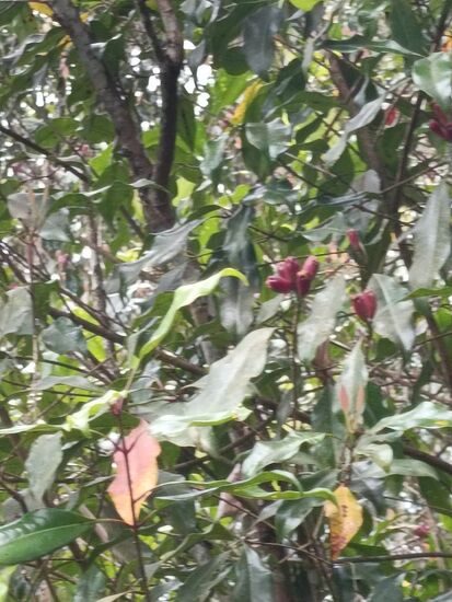 Wieder ein duftender Nelkenbaum, diesmal mit Früchten