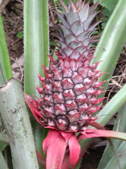 Ananasfrüchte in Bali sind viel kleiner...hier mit einer ungewöhnlichen roten Farbe