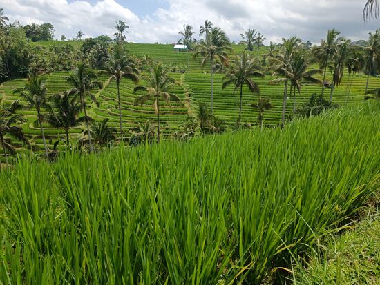 Dieses satte Grün drückt solche Entspannung aus...wenngleich die Arbeit der Reisbauern richtig schwer ist.