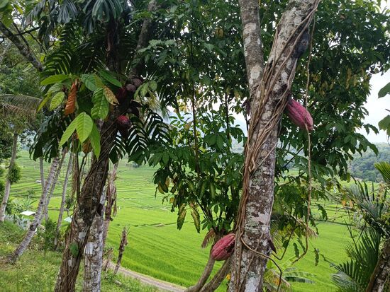 Am Rande der Reisfelder Kakaobäume.