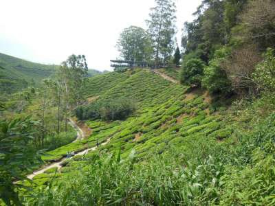 die BOH-Teeplantagen (BOH = best of highlands)