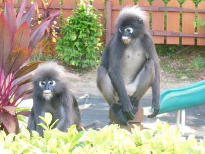 Eine Affenbande ist jeden Tag in der Hotelanlage unterwegs, aber ganz friedliche - kenne ich auch anders. Hier haben die sich auf dem Kinderspielplatz vergnügt - dieser heißt: Little monkeys. Wie passend.