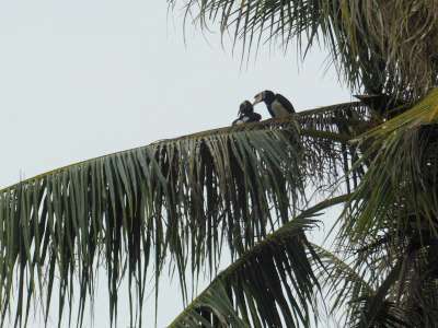 Auch die Hornbills, die Nashornvögel, haben uns schon einen Besuch abgestattet.