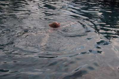 nein, das ist keine schwimmende Kokosnuss...das ist Raphael...
