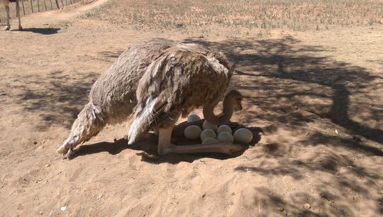 ein Straußenei ersetzt 24 Hühnereier...da ist Aufpassen angesagt.
