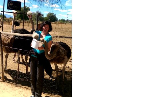 die Strauße sind ziemlich gierig