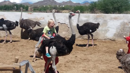 Raphael als unerschrockener Reiter