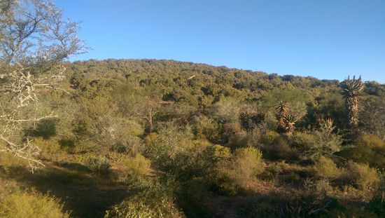 Suchbild, wo ist die Giraffe?