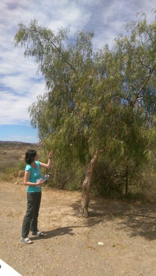 hier ist es: da, wo der Pfeffer wächst - in der Little Karoo. Ein Pfefferbaum am Rastplatz. Meine Frau ist schon da...