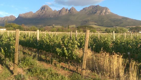 überall Wein, allein in Stellenbosch über 200 Weingüter...