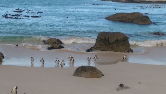 immer im Trupp aus dem Wasser kommend. MIt fester Routine - erst Flügel, dann Kopf und Körper und dann Schwanz schüttelnd.