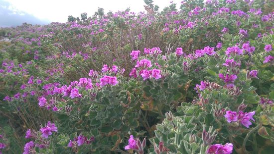 ein ganzer Hang wilder Pelargonien in Kleinmond