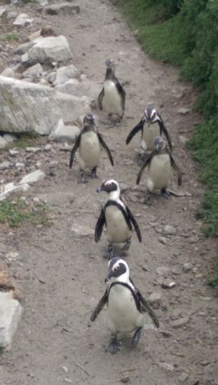 Pinguinkolonien gibts nicht nur in Simons Town sondern auch in Bettys Bay und wohl auch in Walkers Bay.