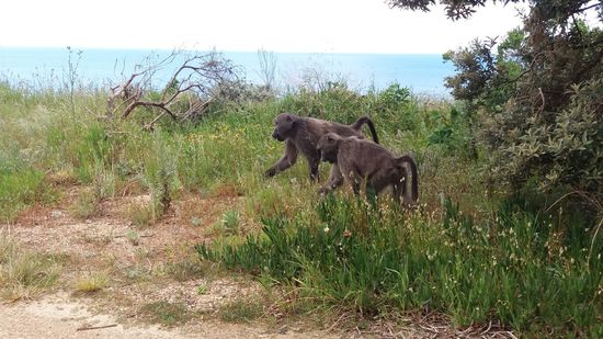 Affenherden...vor denen wird überall eindringlich gewarnt.