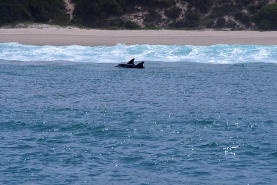 Delfine bei der Siesta vor Buffalo bay.