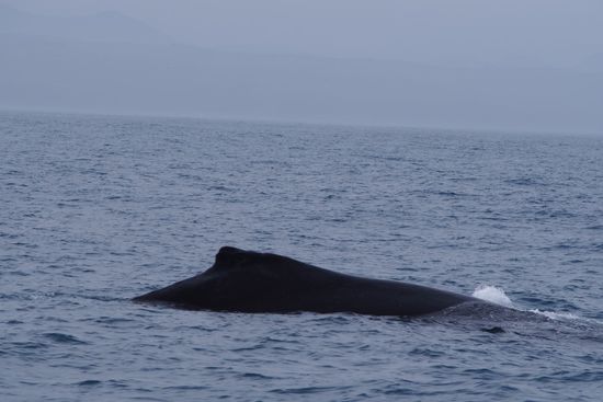 ...und wieder die Fontaine verpasst, aber zumindest drauf.