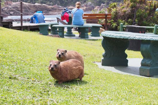 Klippspringer...eine merkwürdige Mischung aus Hase und Meerschwein...