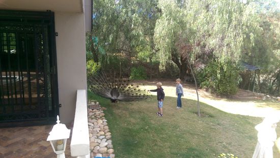 einer von 4 zahmen Pfauen, die gegen Morgen ziemlich lärmen (passt aber hierher)