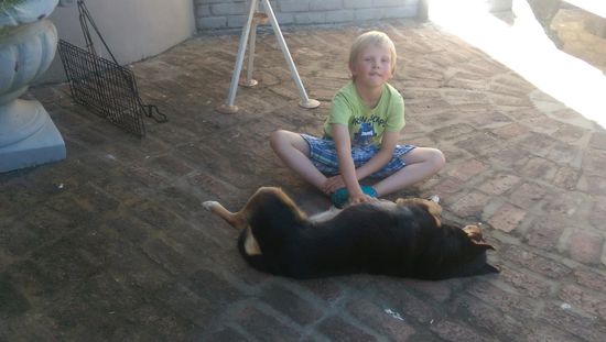 einer von drei zahmen Hunden (liegend), beim Zweibeiner noch in Arbeit.