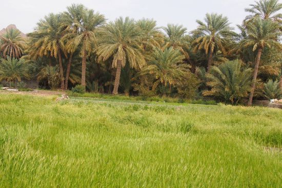 Wer stellt sich Oman so vor? Das Wadi führt ganzjährig Wasser und mit ausgeklügelten Bewässerungssystemen wird kleinteilige Landwirtschaft ermöglicht.