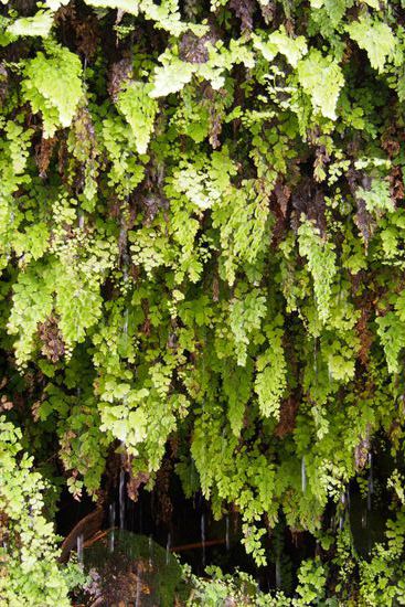 Am dem Pflanzen läuft das Wasser aus dem Berg.