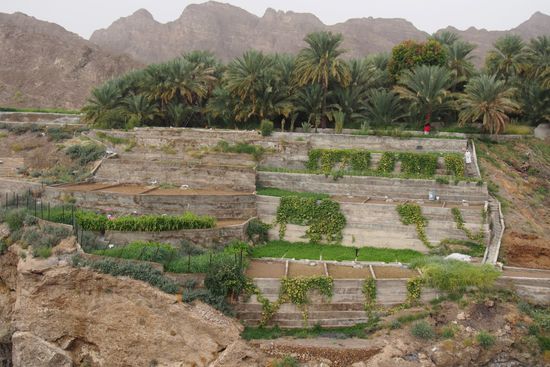 Terrassengärten - mit einem irren Aufwand