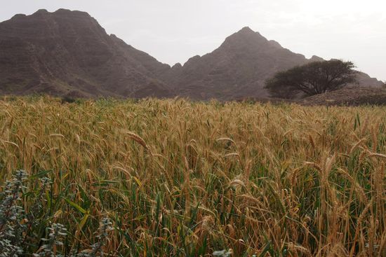 Ein wogendes Getreidefeld - für Deutschland so normal, hier eine Sensation.
