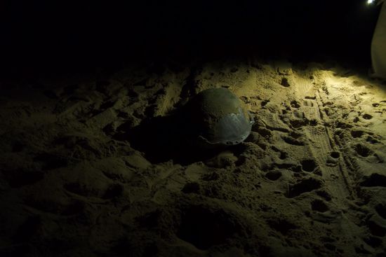 Die Schildkröte wirkt hier gar nicht so groß, aber 75 cm Länge waren es gewiss.