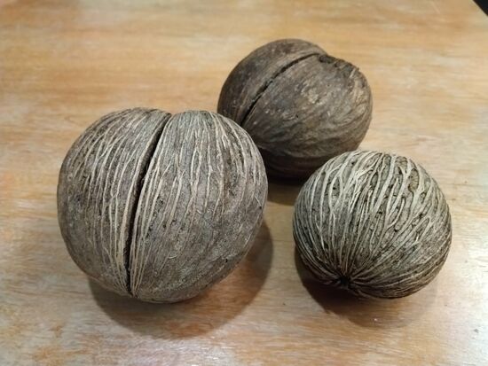 Ein Mitbringsel vom Strand.  Drei Kokosnüsse für Aschenbrödel... Oder wie heißt das Märchen?
