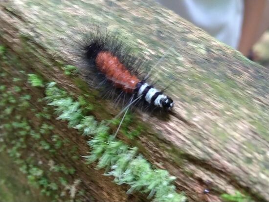 Ist doch ein Hingucker, das kleine Kerlchen.