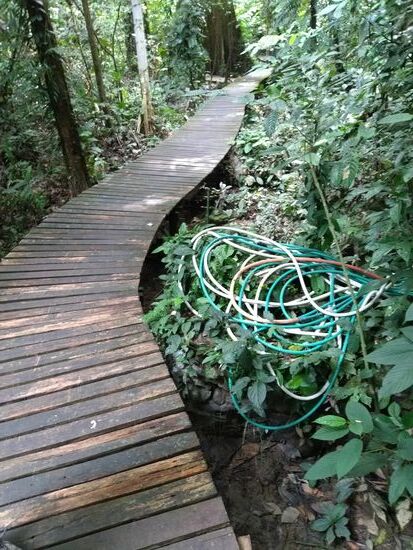 Und wenn schon keine blue  racer  snake,  dann wenigstens eine ausgewachsene tricolor garden snake.