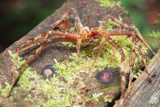 niedlich...über 10 cm groß.