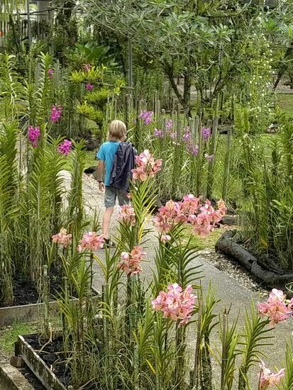 Nach einer größeren Wanderung sind wir im gut gestalteten und gepflegten Orchideengarten angekommen.  Wie alle Museen und Ausstellungen in Kuching kostenfrei.