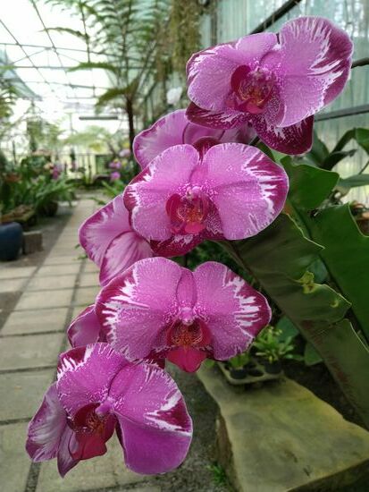 Ein Teil der Orchideen werden im Cool House  gehalten... So unterschiedlich gehts zu auf der Welt.