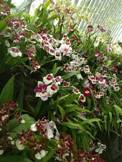 auch noch im Regenwald